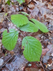 Rubus pedemontanus