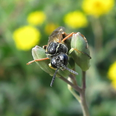 Tenthredo sebastiani