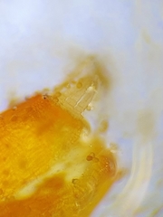 Tortula lindbergii