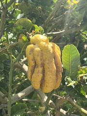 Citrus medica sarcodactylis