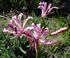 Nerine ridleyi