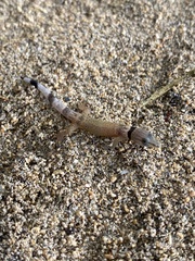 Sphaerodactylus homolepis