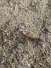 Sphaerodactylus homolepis