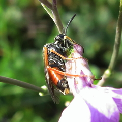 Tenthredo sebastiani