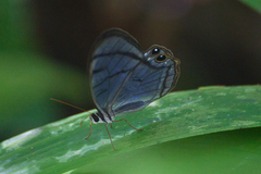 Dulcedo polita