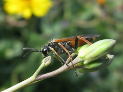 Tenthredo sebastiani