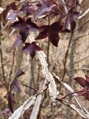 Liquidambar styraciflua image