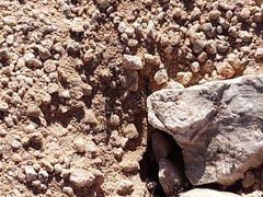 Veromessor pergandei