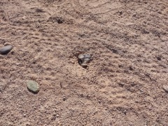 Veromessor pergandei