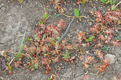 Polygonum polygaloides kelloggii