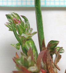 Polygonum polygaloides kelloggii