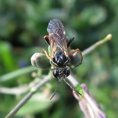 Tenthredo sebastiani