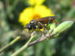 Tenthredo sebastiani