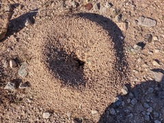 Veromessor pergandei