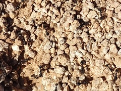 Veromessor pergandei