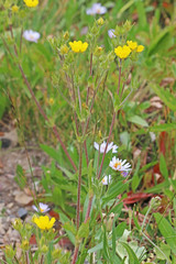 Potentilla diversifolia