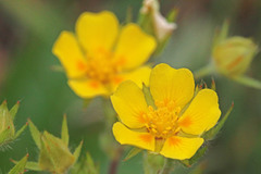 Potentilla diversifolia
