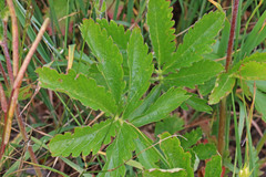 Potentilla diversifolia