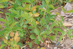 Potentilla diversifolia