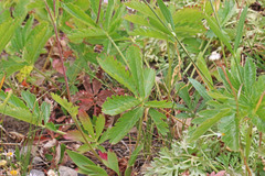 Potentilla diversifolia