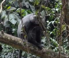 Cercopithecus mitis stuhlmanni