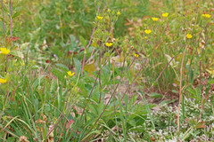 Potentilla diversifolia