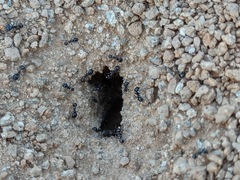 Veromessor pergandei