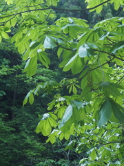Aesculus turbinata