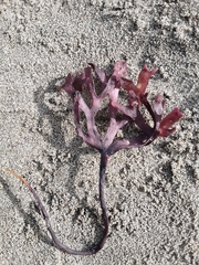 Ahnfeltiopsis linearis