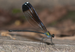 Psolodesmus mandarinus dorothea