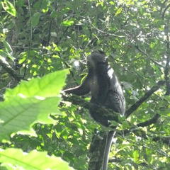 Cercopithecus mitis stuhlmanni