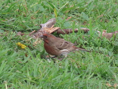 Haemorhous mexicanus