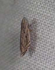 Flexamia