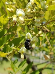 Xylocopa splendidula
