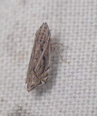 Flexamia