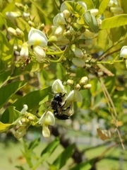 Xylocopa splendidula