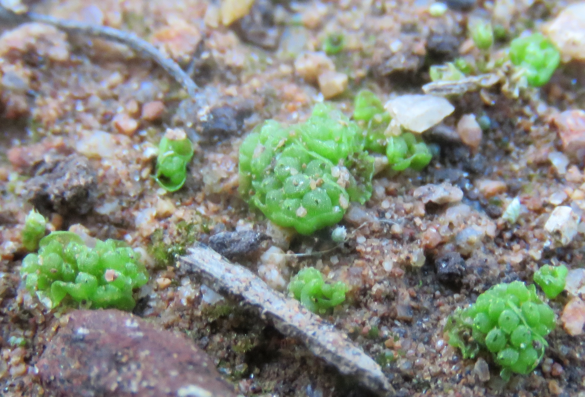 Sphaerocarpos drewiae