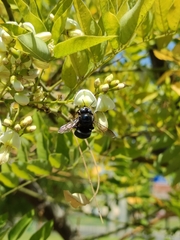 Xylocopa splendidula