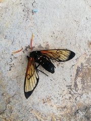 Isanthrene perboscii