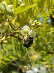 Xylocopa splendidula
