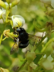 Xylocopa splendidula