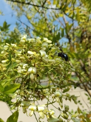 Xylocopa splendidula