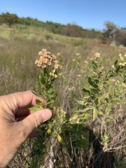 Nidorella ivifolia