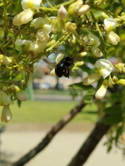 Xylocopa splendidula