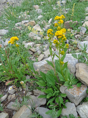 Solidago multiradiata scopulorum