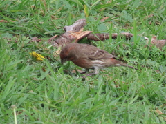 Haemorhous mexicanus