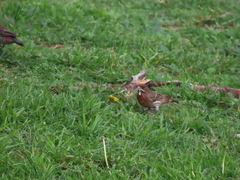 Haemorhous mexicanus