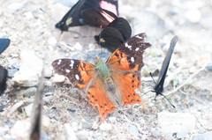 Hypanartia kefersteini