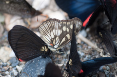 Gnathotriche exclamationis