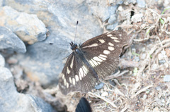 Gnathotriche exclamationis